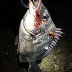 淀川ブリームゲーム GW後半戦