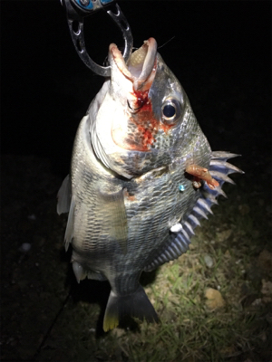 淀川ブリームゲーム GW後半戦