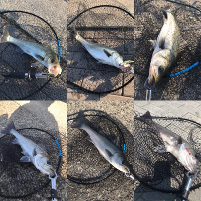 シーバス好調で6本