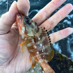 磯でフカセ釣り