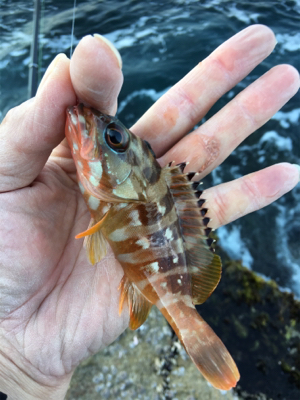 磯でフカセ釣り