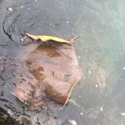 初見2キャッチ！