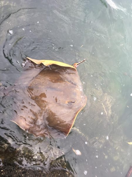 初見2キャッチ！