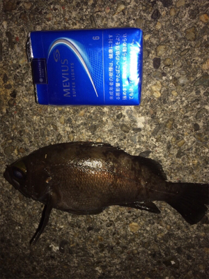 メバルアイランド菅島