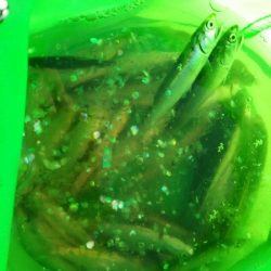 サビキでイワシ
