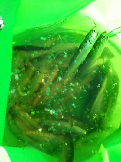 サビキでイワシ