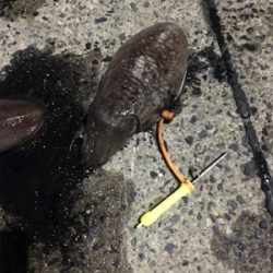 コウイカ釣行