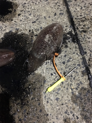 コウイカ釣行