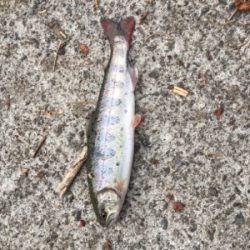 放流日の夕まずめに行ってきた