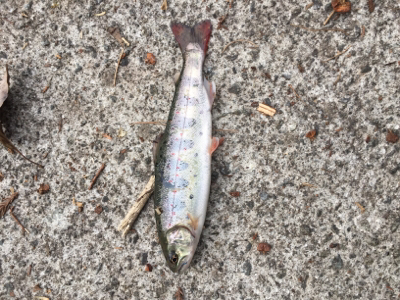 放流日の夕まずめに行ってきた