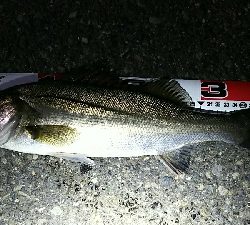 短時間の連チャン