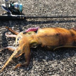 朝イチエギング