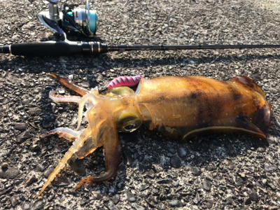 朝イチエギング