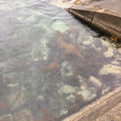 ライトゲームに変更