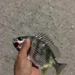 ナイスサイズ！