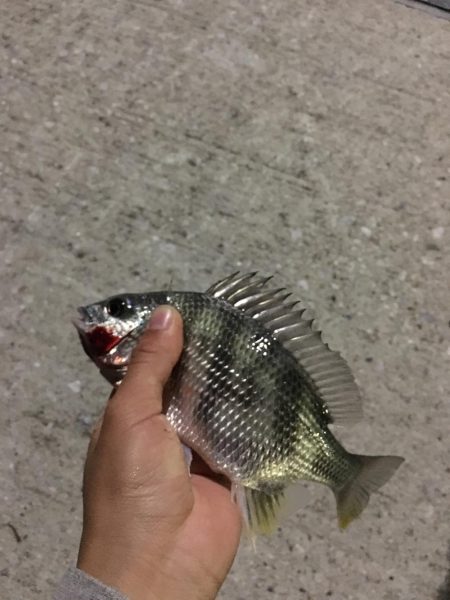 ナイスサイズ！