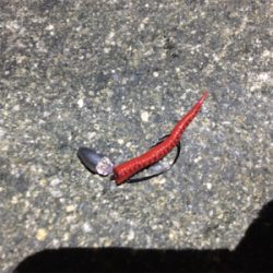 淀川ブリームゲーム ど干潮での釣果