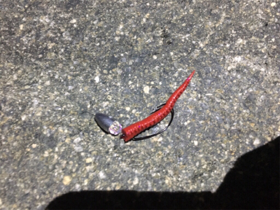 淀川ブリームゲーム ど干潮での釣果