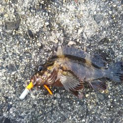 シーバス釣行！！