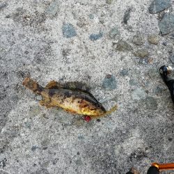 福良漁港にて(旅行のついでに)