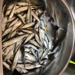 武豊緑地でサビキ