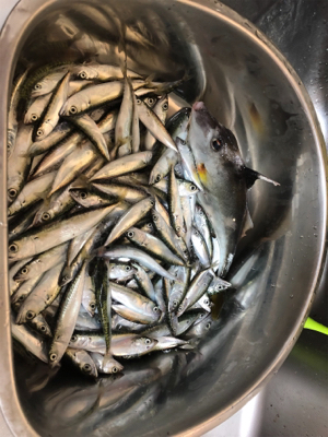 武豊緑地でサビキ