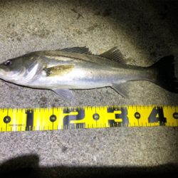 四日市バチパターン