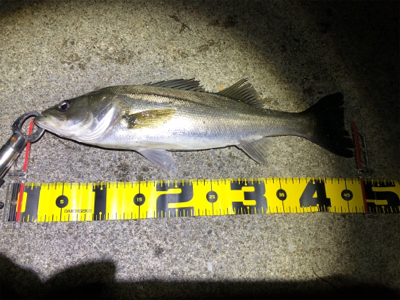 四日市バチパターン