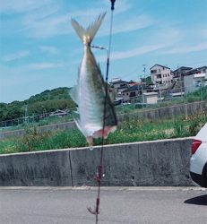 ヤエンで初ゲット