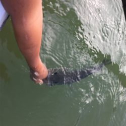 ハマれば爆釣桜池