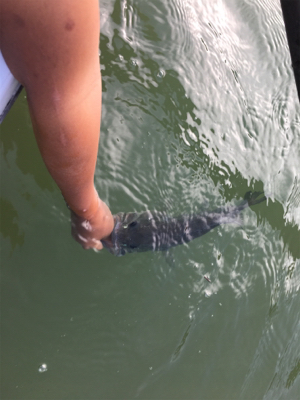 ハマれば爆釣桜池