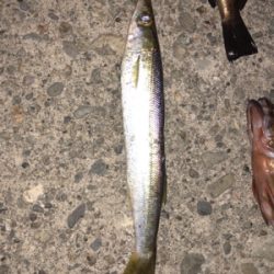 久々のメバリング