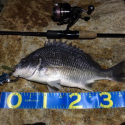 淀川ブリームゲーム 40cm up