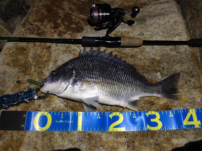 淀川ブリームゲーム 40cm up