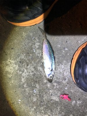 カマスばっかり