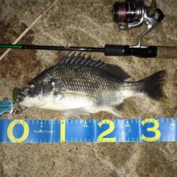 淀川ブリームゲーム カスタムナスキーでキビレ4