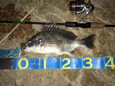 淀川ブリームゲーム カスタムナスキーでキビレ4