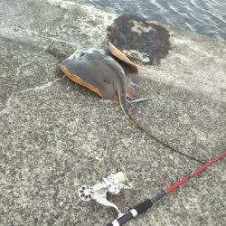 ジグでアカエイ3