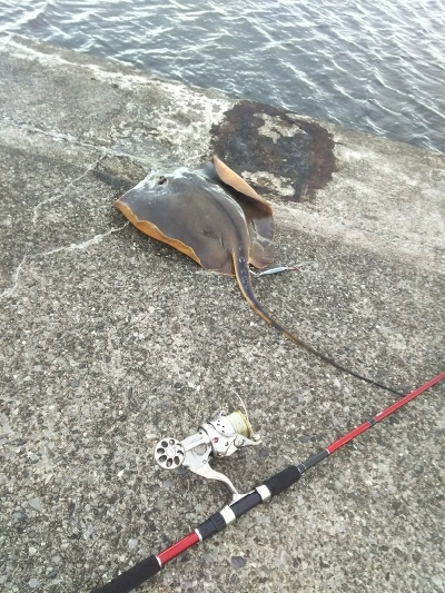 ジグでアカエイ3