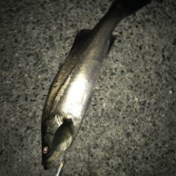 なかなか高活性(^^)