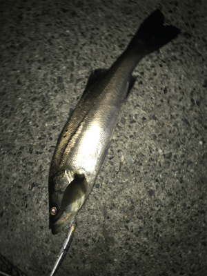 なかなか高活性(^^)