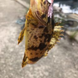 親父たちのメバル