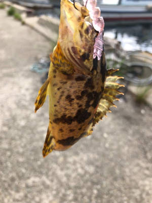 親父たちのメバル