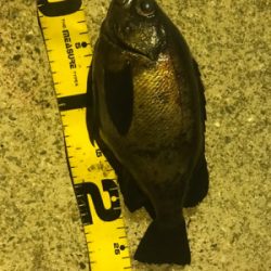 メバルプラッキング♪