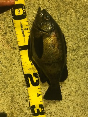 メバルプラッキング♪