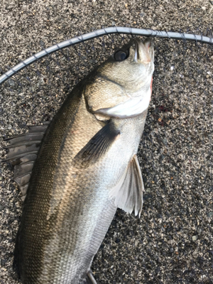 日曜日シーバス