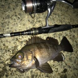 ぶっつけ本番初チニング！(釣行 其の弐拾四)