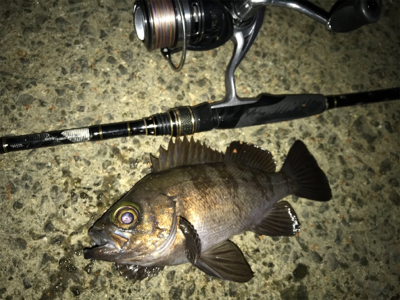 ぶっつけ本番初チニング！(釣行 其の弐拾四)