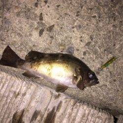 ライトゲームで五目釣り