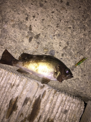 ライトゲームで五目釣り